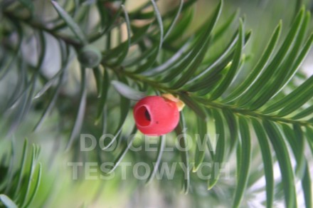 galeria01 — kopia.jpg